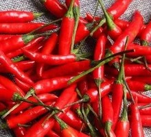 Small Red Chili Plate