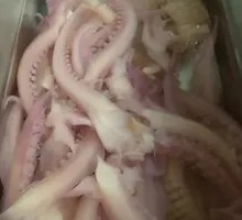 Squid