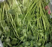 Cilantro