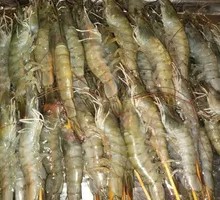 Grilled Green Shrimp