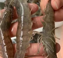 Sweetheart Shrimp