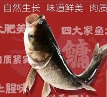水库花鲢