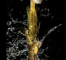 Yellow Croaker