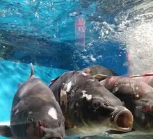 Bare-spotted Fish