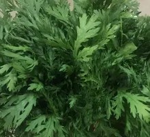 Chinese chrysanthemum greens