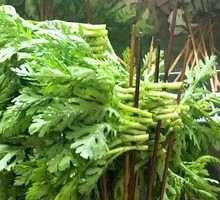 Chinese chrysanthemum greens