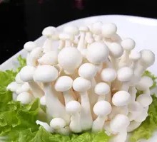 White Cloud Mushroom
