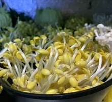 Well Water Bean Sprouts