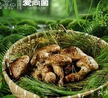 Songrong Mushroom
