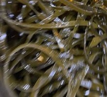 Kelp