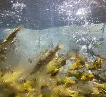 Yellow Croaker