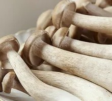 Fresh Lion's Mane Mushroom