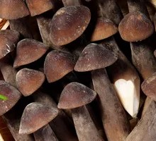 Fresh Black Skin Chicken Tongue Mushroom