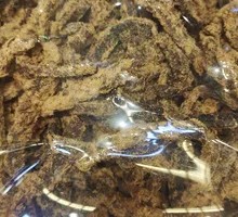 Beef Jerky