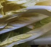 Napa cabbage
