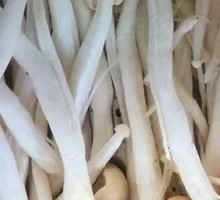 Seafood Mushroom