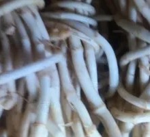 Houttuin Root