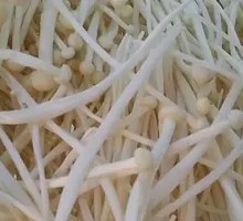 Enoki Mushroom