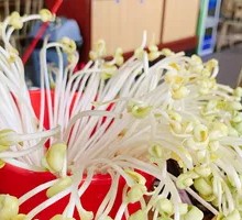 Organic Bean Sprouts