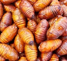 Roasted Silkworm Pupa