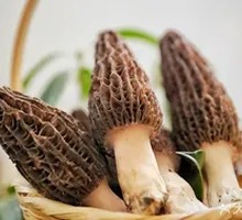 Morel Mushroom