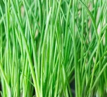 Scallion