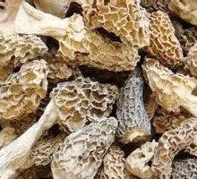 Morel Mushroom