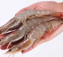 Deep-sea Green Shrimp