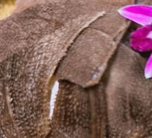 Liu Yi Zhuo Beef Tripe