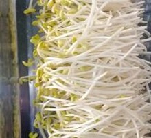 Fresh Bean Sprouts
