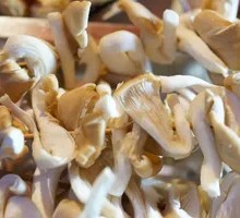 Enoki Mushroom