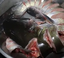 Unlimited Clam Fish