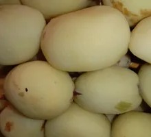 Potato