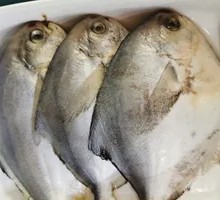Small Spanish Mackerel
