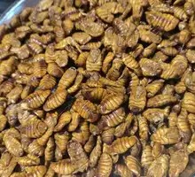 Fried Silkworm Pupae