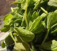 Pea Shoots