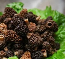 Morel Mushroom