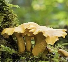 Chicken of the Woods