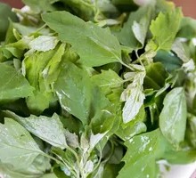 Wild Amaranth