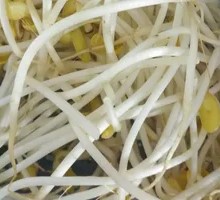 Mung Bean Sprouts