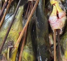Yellow Croaker