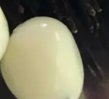 Quail Egg