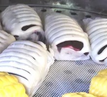 Red Bean Bun