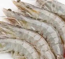 Large Shrimp