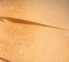 Pot-edge Steamed Bun