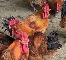 Stuffed Chicken with Rice