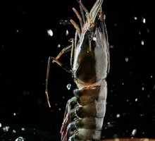 Black Tiger Shrimp
