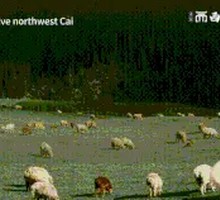 Delicious Sand Onion Stir-fry