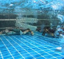 Salted Pepper Crawfish