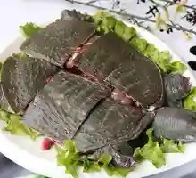 Yellow Skin Softshell Turtle